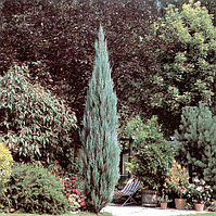 Можжевельник скальный Скайрокет Juniperus scopulorum