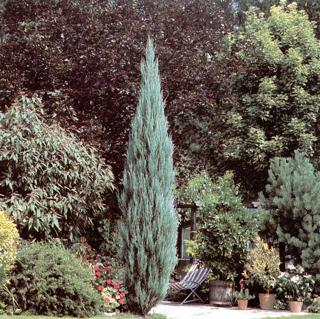Можжевельник скальный Скайрокет Juniperus scopulorum - фото 1 - id-p1914360