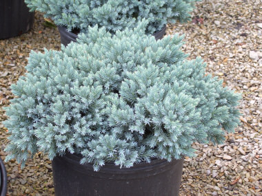 Juniperus squamata 'Blue Star' - фото 1 - id-p1914378