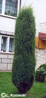 Можжевельник обыкновенный Суесика /Juniperus communis Suecica