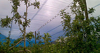 Chromatinet Blue 40, затеняющая сеть для управления ростом растений голубого цвета