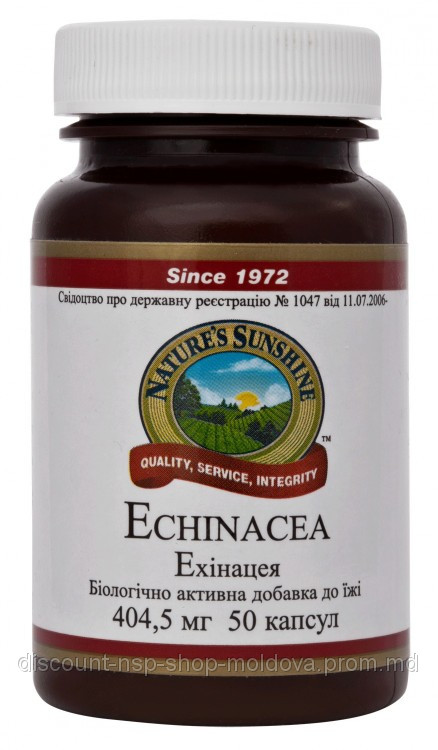 Эхинацея - Echinacea - фото 1 - id-p2123254