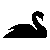 Black Swan Design
