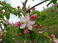Яблоки персики