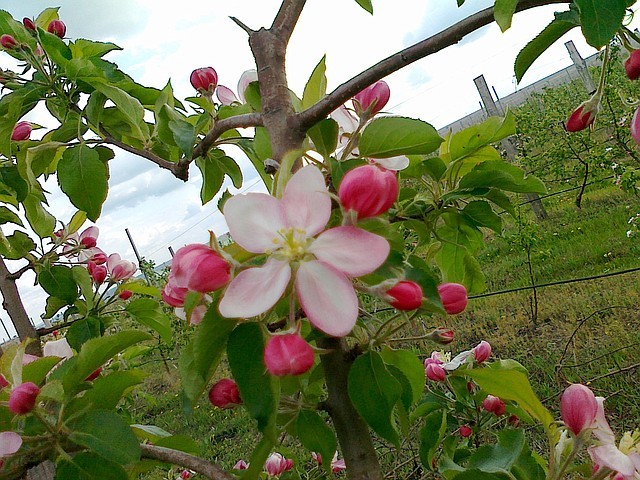 Яблоки персики - фото 1 - id-p14080
