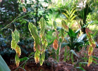 Плоскоколосник широколистный (Chasmanthium latifolium) - фото 1 - id-p15673