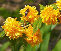 Керия японская Kerria japonica Pleniflora