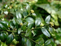 Самшит вечнозеленый — Buxáceae