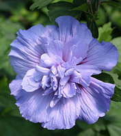 Гибискус сирийский махровый Hibiscus syriacus