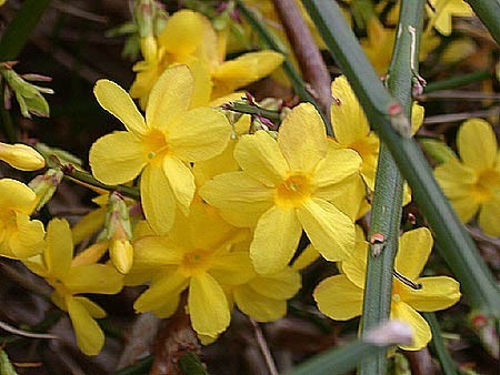 Жасмин голоцветковый Jasminum nudiflorum Lindl - фото 1 - id-p15691