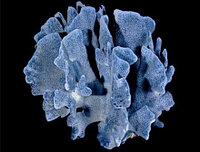 Голубой коралл, BLUE