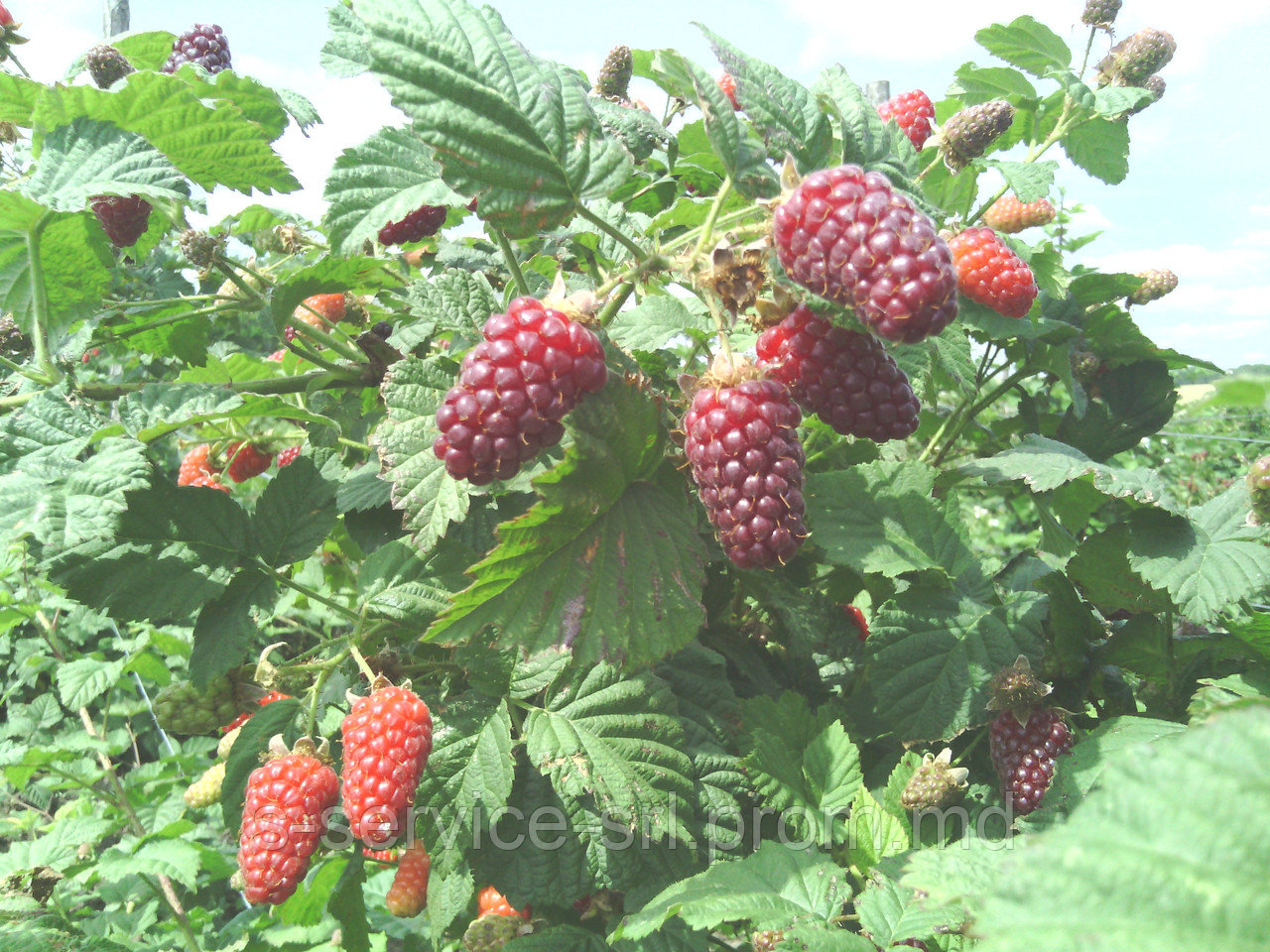 Свежая ежевика (Молдова) / Fresh Blackberries - фото 1 - id-p2541882