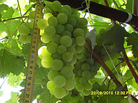 Виноград столовый в Молдове