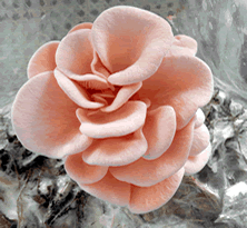Свежие грибы Вешенка - Сербия / Oyster mushrooms - Fresh Serbia - фото 1 - id-p3558006