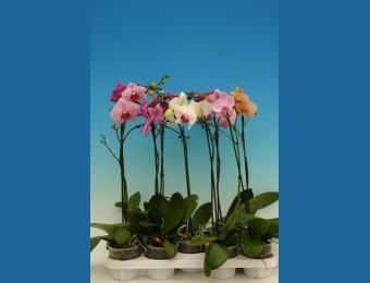 Цветок PHALENOPSIS MIX VERTAKT (PIKO) P12 H60 - фото 1 - id-p446200