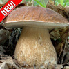 Белый гриб Дубовый - фото 1 - id-p3934377