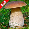 Белый гриб Сосоновый - фото 1 - id-p3934378