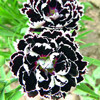 Гвоздика Черное и Белое, семена - фото 1 - id-p3934390