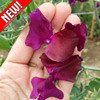Горошек душистый РР пурпурный, семена - фото 1 - id-p3934416