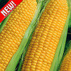 Кукуруза Суперсахарная Сливочный нектар, семена