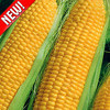 Кукуруза Суперсахарная Сливочный нектар, семена - фото 1 - id-p3934474