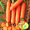 Морковь без сердцевины Пралине, семена