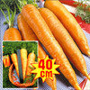 Морковь РР, семена