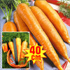 Морковь РР, семена - фото 1 - id-p3934529