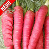 Морковь Рубиновая F1, семена - фото 1 - id-p3934530