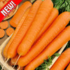 Морковь Русский гигант, семена - фото 1 - id-p3934531