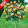 Роза штамбовая Оранжевая - фото 1 - id-p3934608