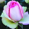 Саженцы роза Белла Вита - фото 1 - id-p3934746