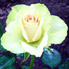Саженцы роза Ванилла - фото 1 - id-p3934747