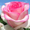 Саженцы роза Дольче Вита - фото 1 - id-p3934750