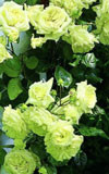 Саженцы Роза плетистая зеленая - фото 1 - id-p3934754