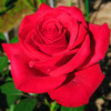 Саженцы роза Роял Баккара - фото 1 - id-p3934761