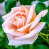 Саженцы роза Тоскания - фото 1 - id-p3934763