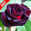 Саженцы роза Черная Магия - фото 1 - id-p3934767