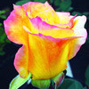 Саженцы роза Экзотик - фото 1 - id-p3934768