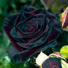 Саженцы розы Блек Баккара - фото 1 - id-p3934769