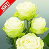 Саженцы розы Зеленая - фото 1 - id-p3934770