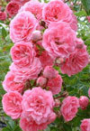Сеженцы Роза плетистая розовая