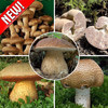Суперпредложение! Комплект из 5 новинок грибов! - фото 1 - id-p3934818