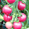 Томат Сахарная слива Розовый, семена - фото 1 - id-p3934857