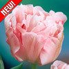 Тюльпан махровый Анжелика - фото 1 - id-p3934872