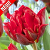 Тюльпан махровый Красная Принцесса - фото 1 - id-p3934876