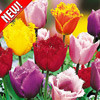 Тюльпаны бахромчатые, микс - фото 1 - id-p3934882