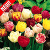 Тюльпаны Махровые, микс - фото 1 - id-p3934883