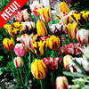 Тюльпаны попугаевидные, микс - фото 1 - id-p3934884