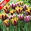 Тюльпаны триумф Гавота